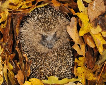 Natuur door het zachte weer in de war: “Slecht nieuws voor dieren in winterslaap”